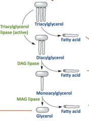 Increase in lipolysis  in adipose tissue


Increase in fatty acid oxidation 