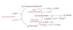 Pyruvate is first converted to oxaloacetate and then it is converted to phosphoenol pyruvate .  The PEP is then converted to glucose via many stages.
