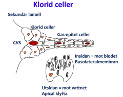 Kloridceller är specialiserade celler i gälarna som transporterar ut envärda joner från fisken till havet. Mycket pumpaktivitet. Känsliga för tungmetaller
