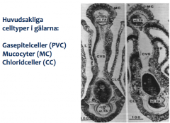 CC - transporterar joner
MC - mucocyter sekrerar mucus, slemlager på gälarna.
PVC - gasepitelceller