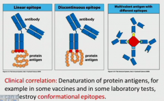These are dependent on a conformation. So if the native protein gets denatured, the conformational epitope is destroyed and antibody will not recognize. So important for most B cells and doing vaccines, and if you're running gels or generally dena...