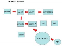 Glucose AND glycogen are converted to pyruvate, which is then converted to acetyl CoA which ends the TCA cycle and then oxidative phosphorlyayion to produce ATP