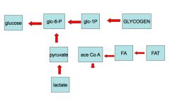 Lactate and glycogen are converted back to glucose