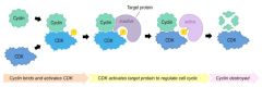   regulatory proteins that control the progression of the cell cycle  cyclins activate cyclin dependent kinases which phosphorylate target proteins
