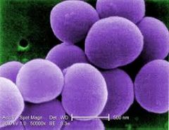 MRSA staph aureus, cause abscesses carbuncles bacteremia septicemia and osteomyelitis also causes purulent discharge cable producing wide range of excellent toxins and can cause food poisoning
.
gram-positive cocci in clusters catalase positive
MR...
