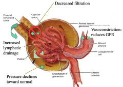 1) Dilation of urinary collecting system.
2) Increased lymphatic drainage.
3) Reduction in GFR.

*Above factors lead to gradual reduction in tubular pressure back toward normal.