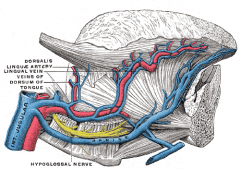 Oropharynx

Lingual artery & vein