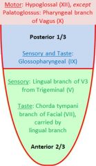 Lingual nerve (V3) - touch, pain, temperatre

Taste is via lingual nerve to chorda tympani
- papillae --> afferent fibers --> lingual nerve --> chorda tympani --> geniculate ganglion --> intermediary nerve --> nucleus solitarius