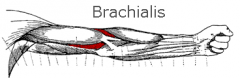 Brachialis