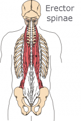 Erector spinae