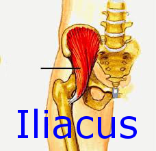Iliacus