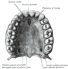 Incisural foramen - lies in midline of anterior palate, transmits incisural artery to anterior septum

Greater palatine foramen - conveys descending palatine branch of V2 to innervate palate as well as descending palatine artery (3rd division of...