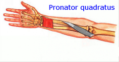 Pronator quadratus