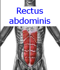Rectus abdominis