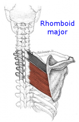 Rhomboid major