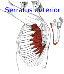 Serratus anterior