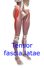 Tensor fascia latae