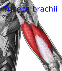 Triceps brachii