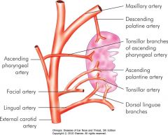 TOP (2)
Ascending Pharyngeal branch
Maxillary --> descending palatine a

BOTTOM (3)
Facial artery --> tonsillar branch
Facial artery --> ascending palatine
Lingual artery --> dorsal lingual