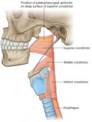 Oblique line of thyroid cartilage