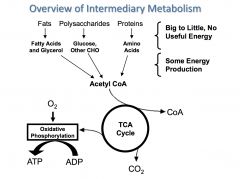 the enzyme-catalyzed process within cells by which energy is extracted from nutrient molecules and that extracted energy is used to construct cellular components