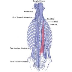 longissimus - extends the vertebral colum