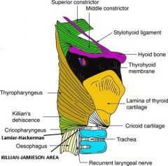 DO NOT confuse with Killian's dehiscence

Killian-Jamieson space/dehiscence is a lateral dehiscence between the oblique and transverse fibers of the CP muscles, where branches of the inferior thyroid artery pass