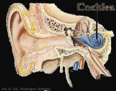 Define Cochlea (P.107)