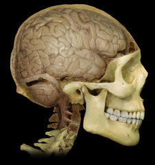 Postcentral Gyrus