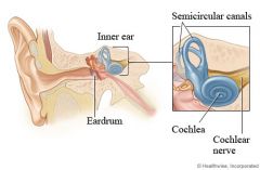  - The Vestibule

- Semicircular Canals

- Cochlea