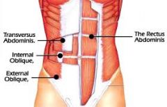 rectus abdominis - Compresses and supports abdomen wall, forced expiration.
external oblique - Bends vertebral column laterally and rotates vertebral column.
internal oblique - 
transversus abdominis - Compresses abdomen