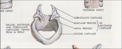 muscular (posterior)
vocal process (anterior)