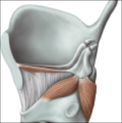 superior/
lateral surface of cricoid cartilage