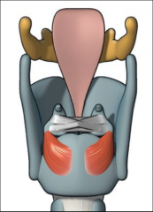 posterior of cricoid cartilage