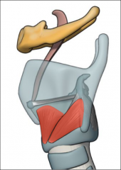 vertical part – lower surface of thyroid cartilage

oblique part – lateral surface of thyroid cartilage, by inferior horns
