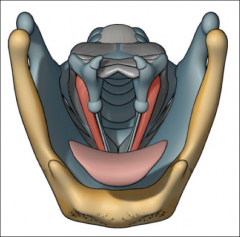 thyroid cartilage (inside, near notch)