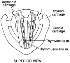 superior larynx