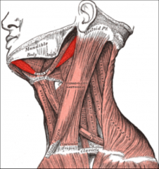 move hyoid up & forward