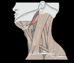 lateral neck