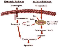 1) Disruption of the mitochondrial membrane
2) Release of cytochrome-c
3) Cytochrome-c and APAF-1 interact to activate caspase 9
4) Initiator caspase 9 activates the effector caspases --> apoptosis