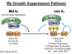 - Tumor suppressor gene that regulates the cell cycle 
 - Requires inactivation of both copies for loss of function
 - Active only in G1 cells
 - Phosphorylation of the protein releases E2F (transcription factor) -> cell cycle progression into ...