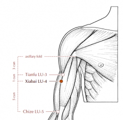 On the antero-lateral aspect of the upper arm, 4 cun inferior to the axillary fold and 5 cun superior to Lu-5, in the depression between the lateral border of the biceps brachii muscle and the shaft of the humerus.