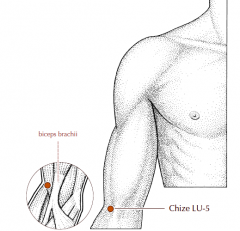 On the cubital crease of the elbow, in the depression at the radial side of the tendon of biceps brachii.