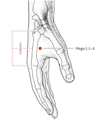 On the dorsum of the hand, between the first and second metacarpal bones, at the midpoint of the second metacarpal bone and close to its radial border.