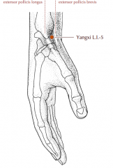 On the radial side of the wrist, in the center of the hollow formed by the tendons of extensor pollicis longus and brevis (anatomical snuffbox).