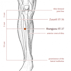 On the lower leg, 3 cun inferior to St-36, one fingerbreadth lateral to the anterior crest of the tibia.