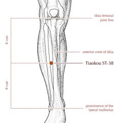On the lower leg, midway between the tibio-femoral joint line (level with the popliteal crease) and the prominence of the lateral malleolus, one fingerbreadth lateral to the anterior crest of the tibia.