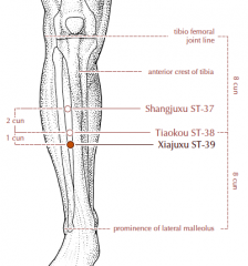 On the lower leg, 3 cun inferior to St-37, one fingerbreadth lateral to the anterior crest of the tibia.