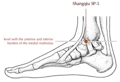 On the medial side of the ankle, in the depression which lies at the junction of straight lines drawn along the anterior and inferior borders of the medial malleolus.