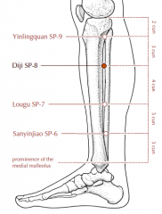 On the medial side of the lower leg, 3 cun inferior to Sp-9, in a depression just posterior to the medial crest of the tibia.